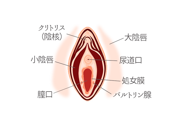 jpg4女性　外性器 1Pondo JPornAccess Japanese Pussy Ass 女性器検証 外性器図鑑 ...