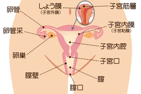 前から見た内性器の部位と名称