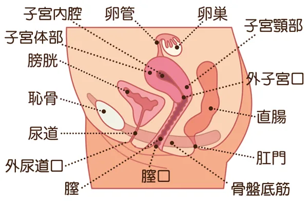 横から見た内性器の部位と名称
