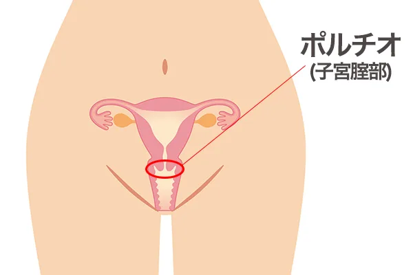 ポルチオの場所