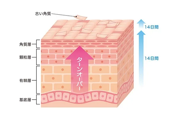 肌のターンオーバー