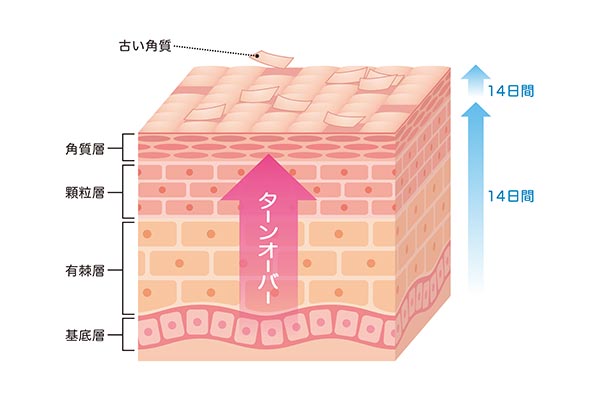 肌のターンオーバー