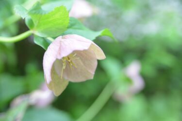 【知っておきたい】現代女性と「こころの健康」の基本