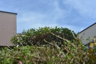 【一人で頑張る女性へ】孤独を感じるのはあなただけじゃない。政府データが示す「本当の心の支え」の見つけ方